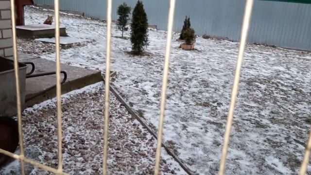 Условия содержания лисы в доме смотреть онлайн