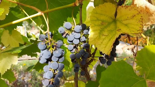 Поставьте стакан с солью под кровать и вы узнаете своего врага Магическая Практика 1 смотреть онлайн