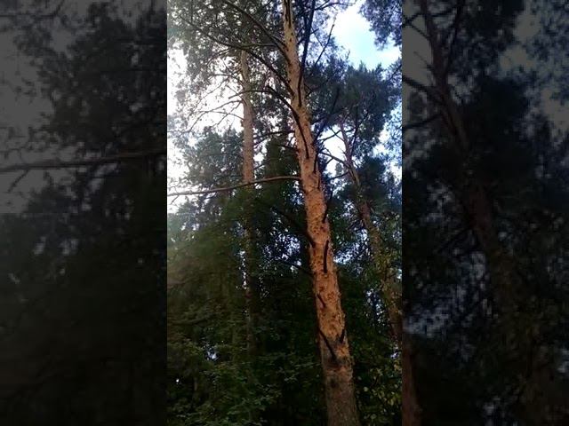 1 сентября 2022 г. смотреть онлайн