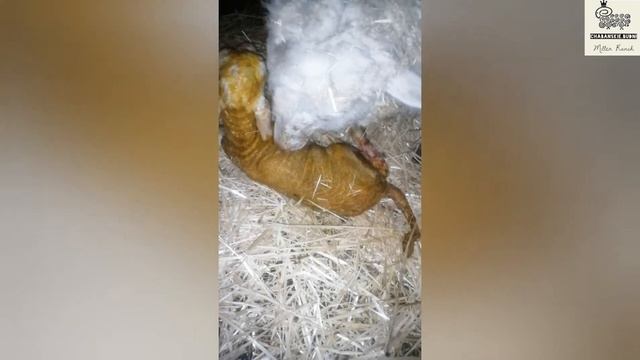 окот у овец. трудности
#чабанскиебудни смотреть онлайн