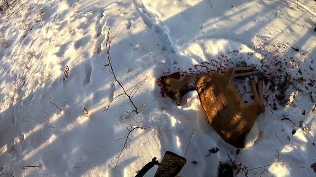 Охота на косулю. Разделка туши. Только для охотников! смотреть онлайн