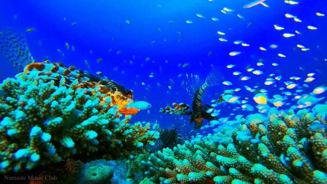 MÚSICA RELAJANTE Para DESCANSAR La MENTE, ESTRÉS, ANSIEDAD, MEDITACIÓN, RELAJARSE O DORMIR ✦ NMC