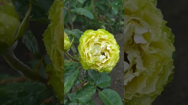 Роза Лимонад (Lemonade) смотреть онлайн