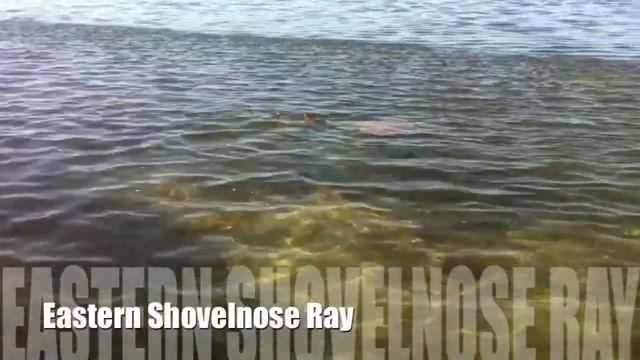 Jetski Moreton Shark And Ray