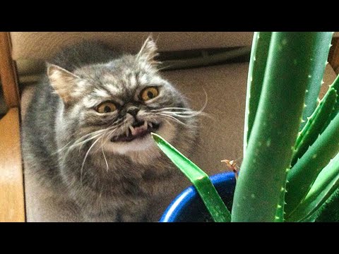 СМЕШНЫЕ КОШАЧЬИ МЕМЫ СБОРНИК 2022 Номер 92 смотреть онлайн