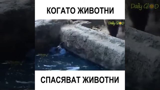 Когато животни спасяват животни смотреть онлайн