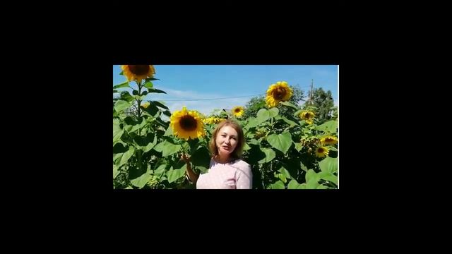 В объективе - Подсолнух. Село Городок присоединяется к поздравлениям смотреть онлайн