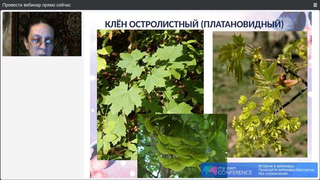 День 2. Деревья. Часть 4 смотреть онлайн