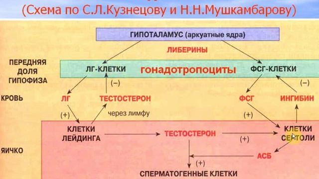 Мужская половая система. Видео лекция С.М.Зиматкин (26) смотреть онлайн