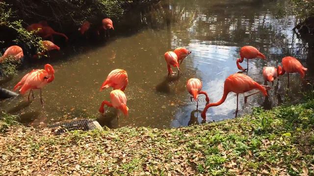 Jacksonville Zoo Florida.  Джексонвилл зоопарк Флорида.