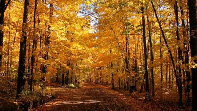 Обучающая презентация для детей ПРО ОСЕНЬ! смотреть онлайн