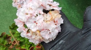 #2. Ириол Акира на пике цветения