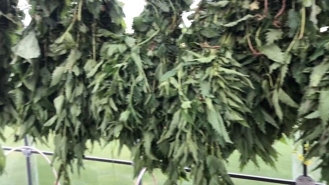 Заготовки крапивы ?☘️ и лебеды на зиму для кур! смотреть онлайн