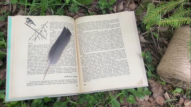 Перо ворона / Немного о перьях смотреть онлайн