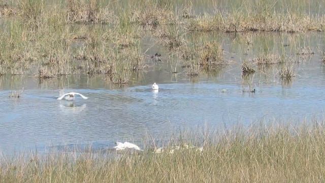 Coscoroba Swans смотреть онлайн