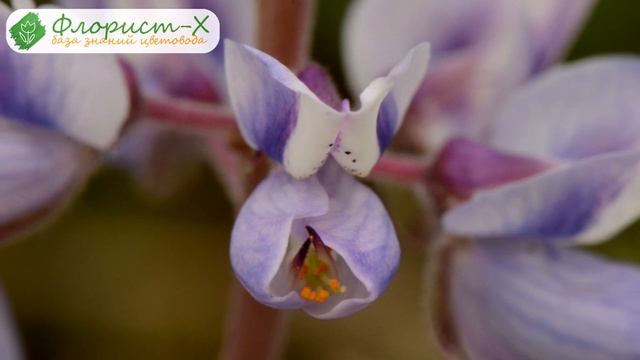 ? Люпин после цветения и сбор семян люпина смотреть онлайн