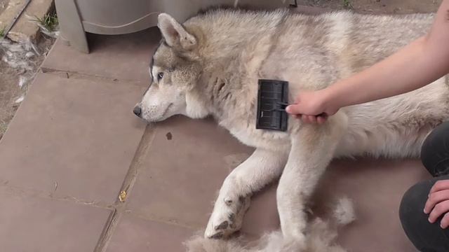 Вычёсывание Хаски и как же правильно чистить уши собакам? смотреть онлайн