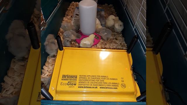 How to care for 1 week old Lavender Orpingtons смотреть онлайн