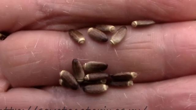 Расторопша. Когда собирать семена расторопши? смотреть онлайн