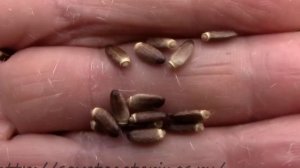 Расторопша. Когда собирать семена расторопши?