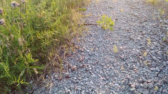 Встреча с гадюкой на вечерней покатушке. НЕ ПОВТОРЯТЬ! смотреть онлайн