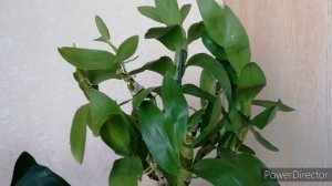 Дендробиум нобиле - пышное цветение! Дендробиум нобиле уход в домашних условиях. Мой опыт!