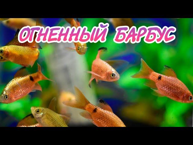 ОГНЕННЫЙ БАРБУС.СОДЕРЖАНИЕ И РАЗВЕДЕНИЕ. смотреть онлайн