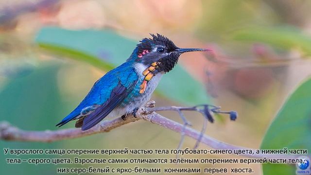 Колибри - самая маленькая птица на планете смотреть онлайн