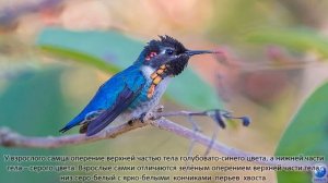 Колибри - самая маленькая птица на планете