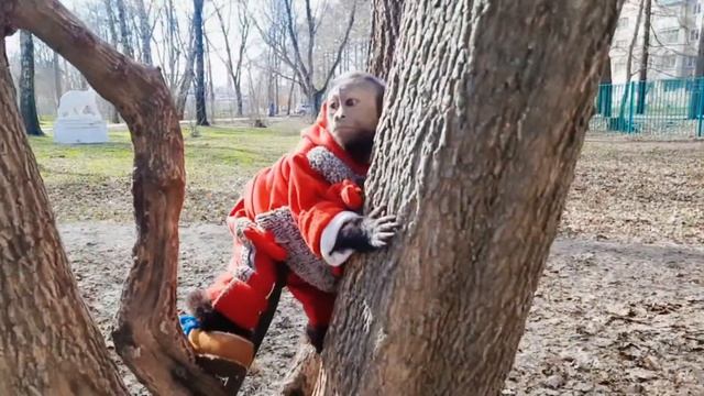 Капуцин на прогулке. Маленькая домашняя обезьянка Алекса в парке. смотреть онлайн
