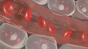 Эритроциты, почему важно знать их уровень в крови? Не допусти появление анемии.