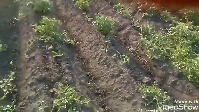 Опрыскиватель " Умница",как он работает.Опрыскивание картошки. смотреть онлайн