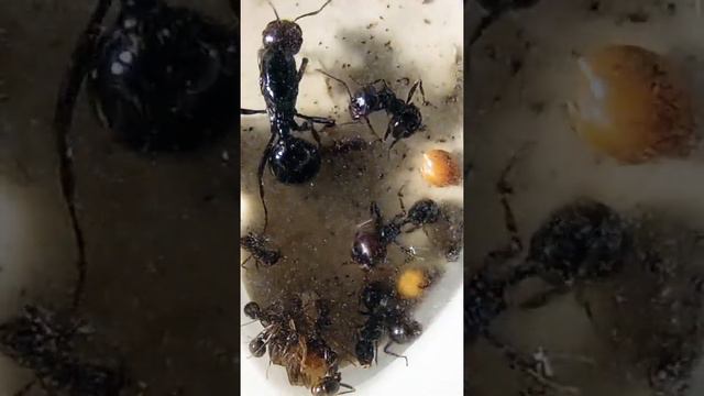 МУРАВЬИ | MESSOR BARBARUS