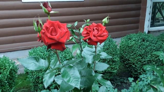 Троянда Блек Баккара чайногібридна ,Мейян #Black #Baccara #мійсад #київ #україна2022 смотреть онлайн