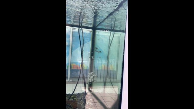 Покорми рыбку. Аттракцион в торговом центре смотреть онлайн