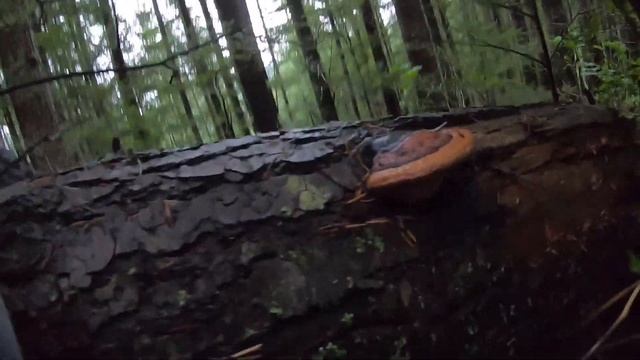 HUGE Chanterelle Haul in the PNW (Catch and cook with the fam) смотреть онлайн