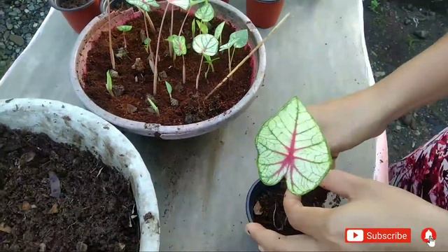 #Caladium Fiesta: Potting Of Newly Propagated Bulbs