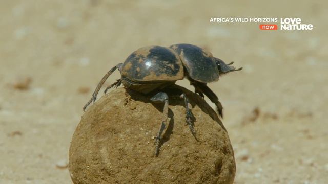 Дикие просторы Африки / Africa's Wild Horizons / Серия 5 Назад к истокам