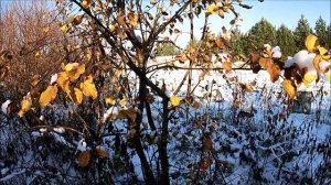 Как защитить яблони зимой от зайцев.