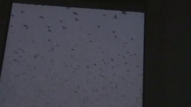 🕊Много ворон не бывает...🕊 смотреть онлайн