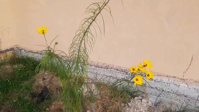 Подсолнечник иволистный – Helianthus salicifolius смотреть онлайн