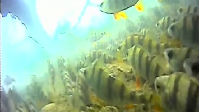 Зимняя рыбалка видео подводная камера р. Пьяна с. Яново смотреть онлайн