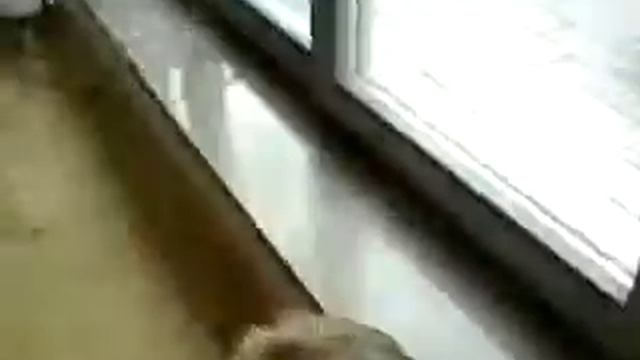 Floristan смотреть онлайн