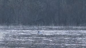 Охота в Кировской области - весенняя охота на селезня без подсадной: с манком и чучелом.