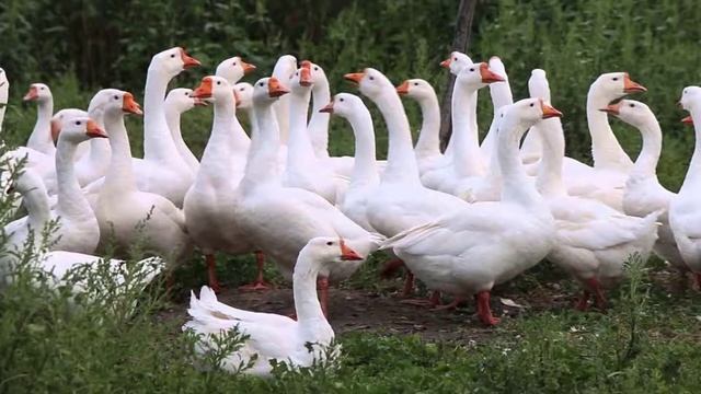 К чему снятся гуси: значение сна. Сонник Миллера смотреть онлайн