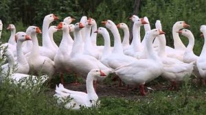 К чему снятся гуси: значение сна. Сонник Миллера