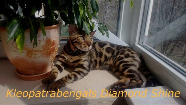Kleopatrabengals Diamond Shinе (бриллиантовый блеск) смотреть онлайн