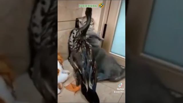 уткогоп смотреть онлайн