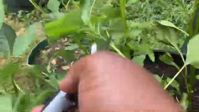 My 5th Harvest Of Amaranth Vegetable | Efo Tete | Callaloo