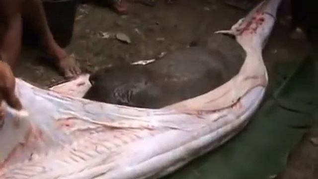 Python ate a pig - Shock!!. Mp4 смотреть онлайн